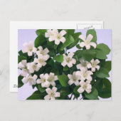 Orange Blossom Postkarte (Vorne/Hinten)