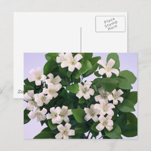 Orange Blossom Postkarte (Vorne/Hinten)