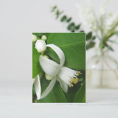 Orange Blossom Postkarte (Stehend Vorderseite)