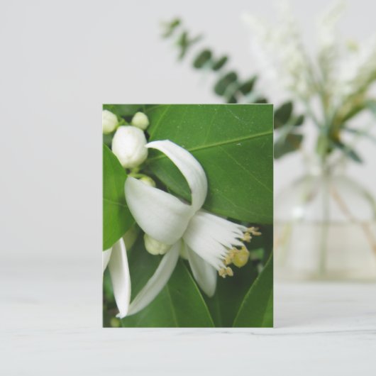 Orange Blossom Postkarte (Stehend Vorderseite)