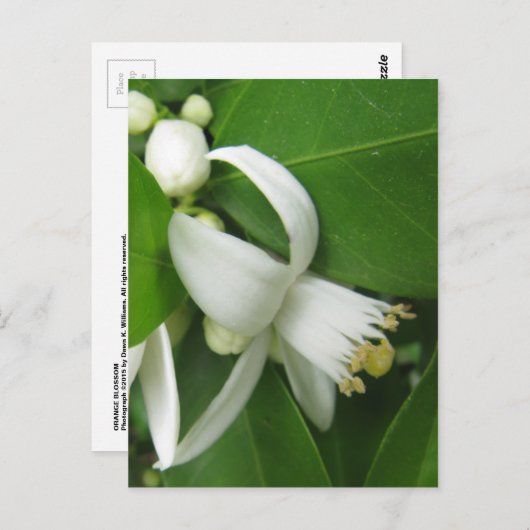 Orange Blossom Postkarte (Vorne/Hinten)