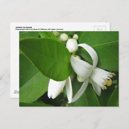 Orange Blossom Postkarte (Vorne/Hinten)