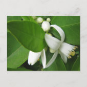 Orange Blossom Postkarte (Vorderseite)