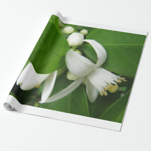Orange Blossom Wrapping Paper Geschenkpapier