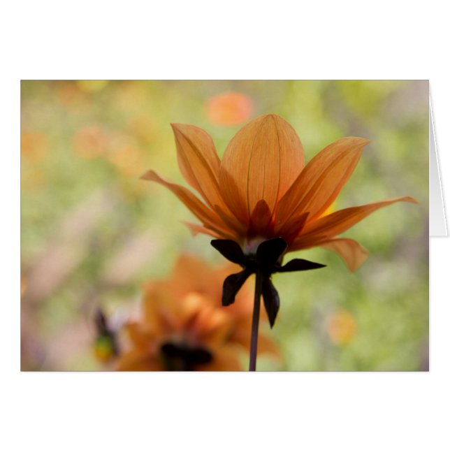 Orange Blume (Vorderseite (Horizontal))