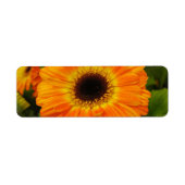 Orange-Blume (Vorne)