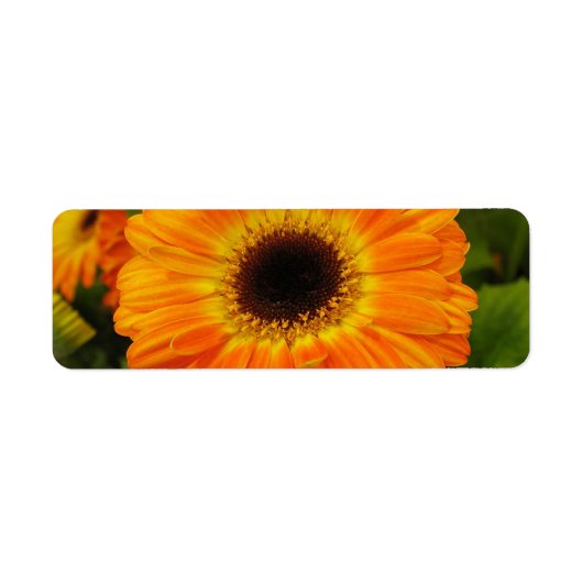 Orange-Blume (Vorne)