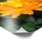 Orange Blume #2204 Fotodruck (Ecke)