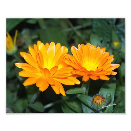 Orange Blume #2204 Fotodruck (Vorne)