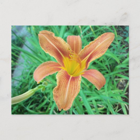 Orange Blume 2 Postkarte (Vorderseite)