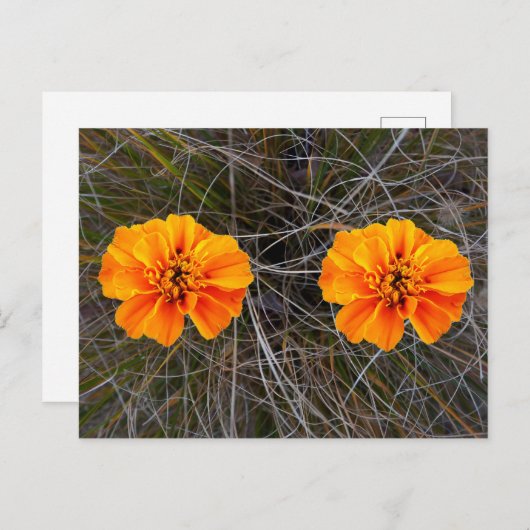 Orange Blume Art Postkarte (Vorne/Hinten)