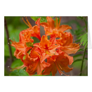 Orange Blume Azalea Floral Fotografie
