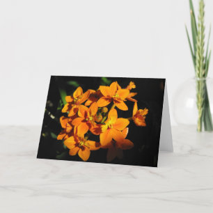 Orange Blume Card Karte