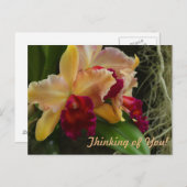 Orange Blume Cattleya Orchids Postkarte (Vorne/Hinten)