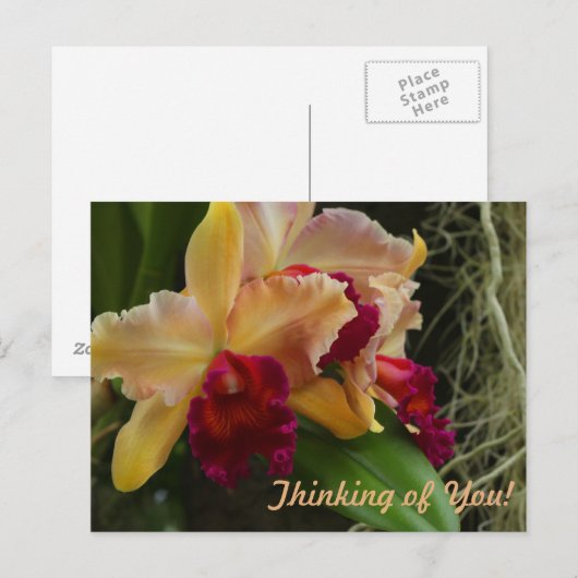 Orange Blume Cattleya Orchids Postkarte (Vorne/Hinten)