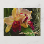 Orange Blume Cattleya Orchids Postkarte (Vorderseite)