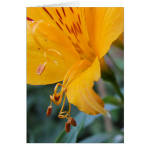 Orange Blume Closeup Card
