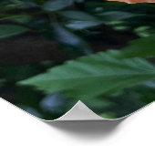 Orange Blume Foto Poster (Ecke)