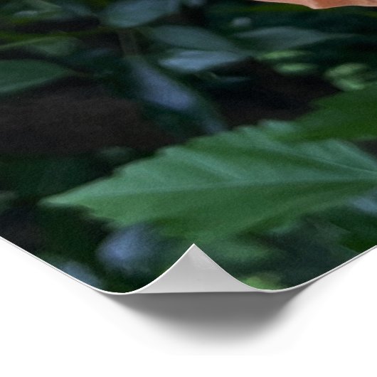 Orange Blume Foto Poster (Ecke)