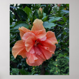 Orange Blume Foto Poster