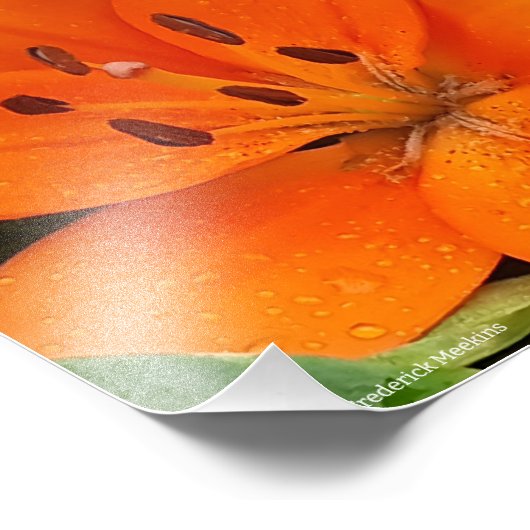 Orange Blume Fotodruck (Ecke)