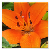 Orange Blume Fotodruck (Vorne)