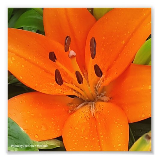Orange Blume Fotodruck (Vorne)