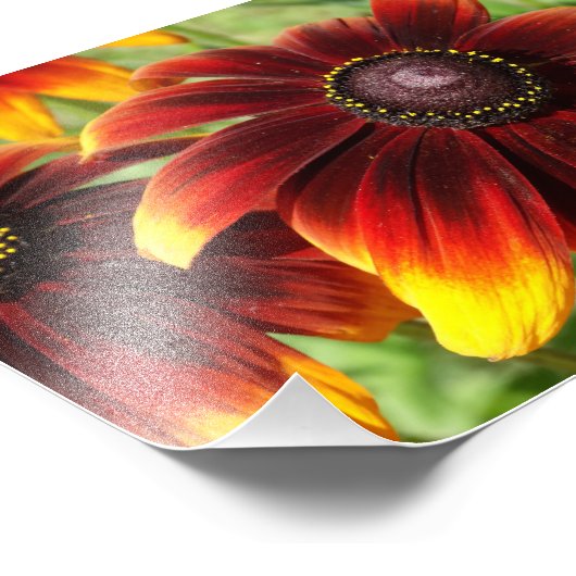 Orange Blume Fotografie , Kodak Beruflich (Ecke)