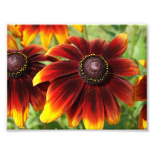 Orange Blume Fotografie , Kodak Beruflich