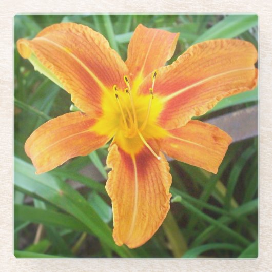 Orange Blume Glasuntersetzer (Vorderseite)