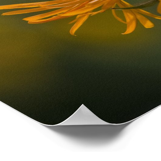 Orange Blume head Inula Orientalis CC0023 Poster (Ecke)