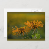 Orange Blume head Inula Orientalis CC0024 Postkarte (Vorne/Hinten)