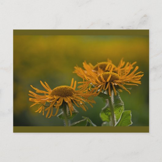 Orange Blume head Inula Orientalis CC0024 Postkarte (Vorderseite)