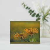 Orange Blume head Inula Orientalis CC0024 Postkarte (Stehend Vorderseite)
