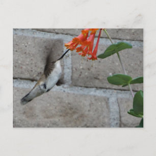 Orange Blume Hummingbird Postkarte