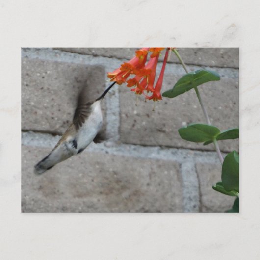 Orange Blume Hummingbird Postkarte (Vorderseite)