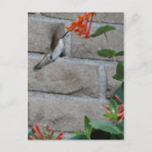 Orange Blume Hummingbird Postkarte (Vorderseite)