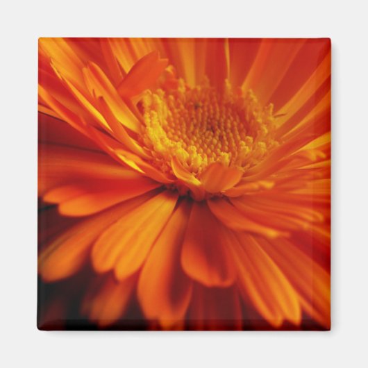 Orange Blume Magnet (Vorne)