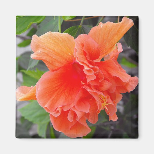 Orange Blume Magnet (Vorne)