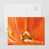 Orange-Blume-Makro Postkarte (Vorne/Hinten)