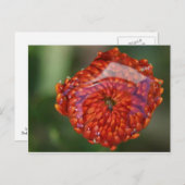 Orange Blume mit Pool Postkarte (Vorne/Hinten)