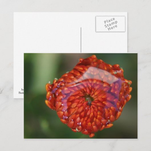 Orange Blume mit Pool Postkarte (Vorne/Hinten)