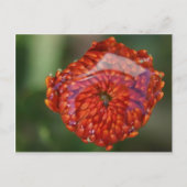 Orange Blume mit Pool Postkarte (Vorderseite)