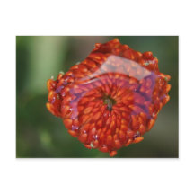 Orange Blume mit Pool