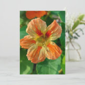 Orange Blume Nasturtium Blank Card (Stehend Vorderseite)