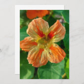 Orange Blume Nasturtium Blank Card (Vorne/Hinten)