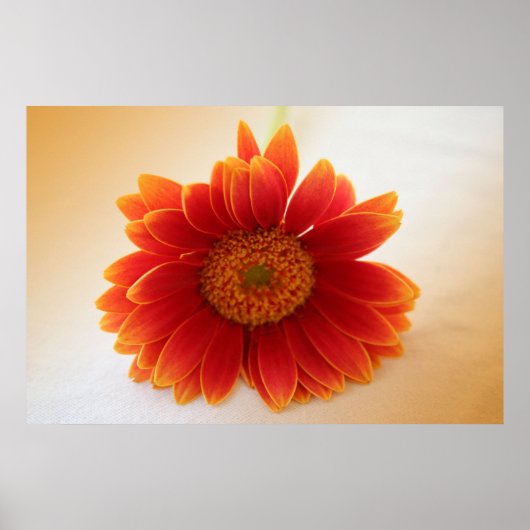 Orange Blume Poster (Vorne)