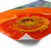 Orange Blume Poster (Ecke)
