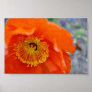 Orange Blume Poster