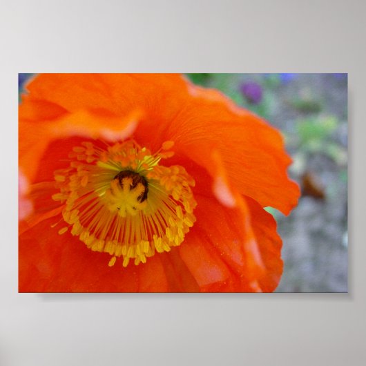 Orange Blume Poster (Vorne)
